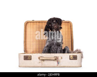German wirehaired pointer sitting in old suit case. Looking towards camera. Isolated on a white camera. Stock Photo
