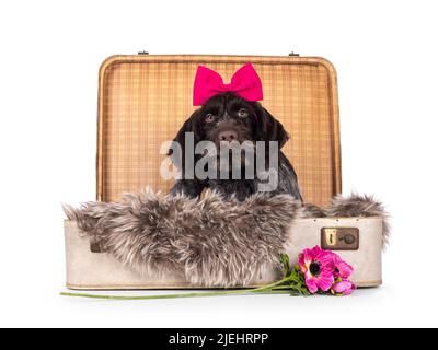 German wirehaired pointer laying  in old suit case. Fuchsia pink bow tie on head  and flower in front. Looking towards camera. Isolated on a white cam Stock Photo