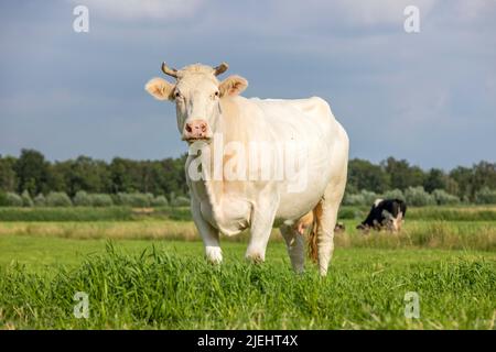 Dairy cow, white blonde, front view, far horizon, fully in focus looking at the camera, sunset blue sky Stock Photo