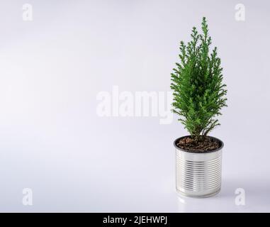 The cypress is green. Coniferous house plant. Christmas tree in a pot. Copy space. Tin can like a flowerpot. Use of recyclable materials. White background with place for text. Stock Photo