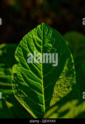 structures of a single leaf of American Pokeweed (Phytolacca Americana), color version Stock Photo
