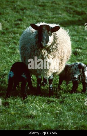 Scottish black-faced sheep feeding lambs Stock Photo