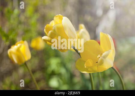 big yellow tulips in sunlight. Spring blossoming bokeh flower background pastel and soft floral card Stock Photo