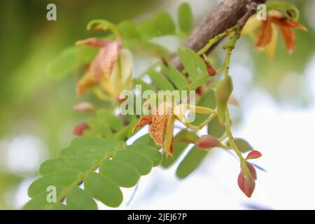 Tamarindus indica flower are blooming in the garden Stock Photo