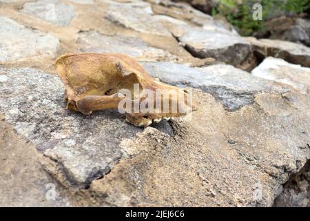 The skull of a dog on a rock at day Stock Photo