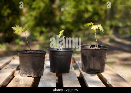 potted maple seedlings. Row of young maple trees in plastic pots. Seedling trees in plant nursery. Stock Photo