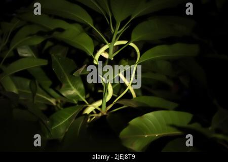 Oriental whipsnake on the tree at night and blur Stock Photo