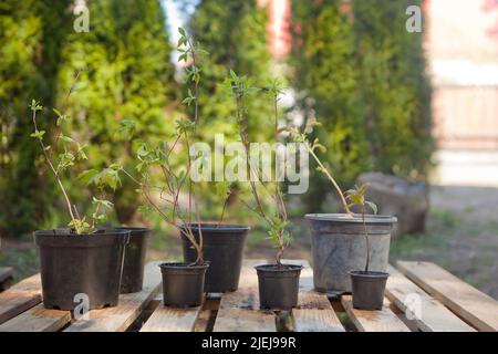 potted maple seedlings. Row of young maple trees in plastic pots. Seedling trees in plant nursery. Stock Photo