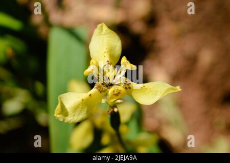 yellow iris flower Stock Photo