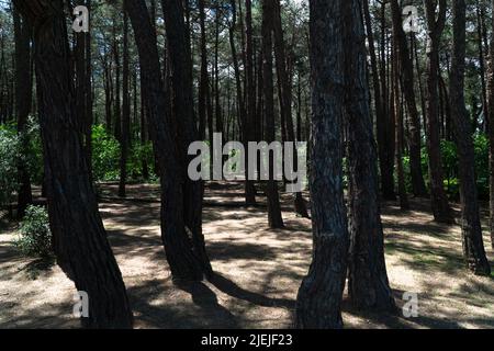 Ataturk Kent Ormani in Istanbul Turkey. Ataturk Forest. Green spaces in Istanbul city. Green parks or recreational areas. Carbon net zero concept. Stock Photo