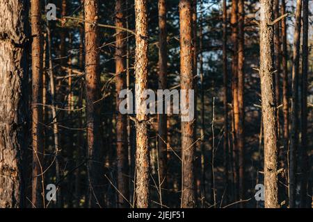 Tall pinewood forest tree trunks in Divcibare, Serbia - selective focus Stock Photo