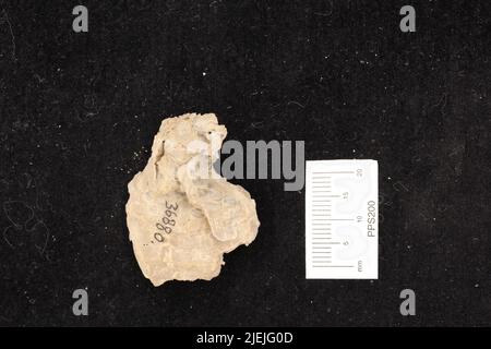 Leptodus nobilis americanus Girty. Stock Photo