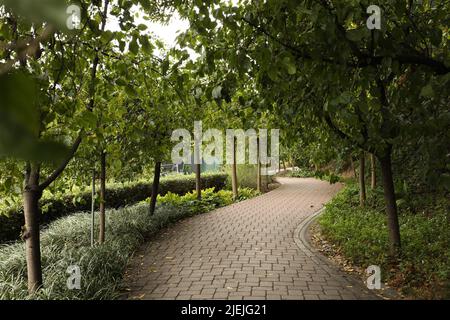 Curved path in a park with trees and plantation Stock Photo