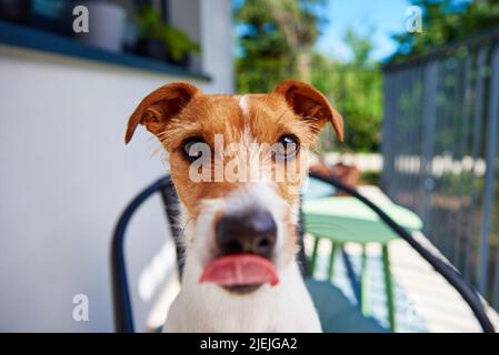 Crunchie the Jack Russell Terrier - Dogs On Camera