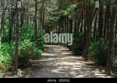 Ataturk Kent Ormani in Istanbul Turkey. Ataturk Forest. Green spaces in Istanbul city. Green parks or recreational areas. Carbon net zero concept. Stock Photo