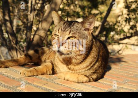 Tiger car enjoying the sun, lying down a wooden plate with trees around Stock Photo