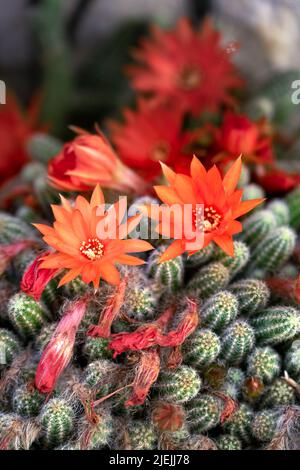 Echinopsis chamaecereus H.Friedrich & Glaetzle or peanut cactus in bloom in spring Stock Photo