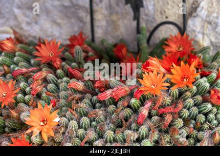 Echinopsis chamaecereus H.Friedrich & Glaetzle or peanut cactus in bloom in spring Stock Photo