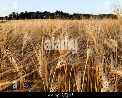 organic ripe wheat in gers season 2022
