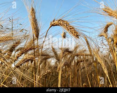 ears of ripe wheat in background blue sky