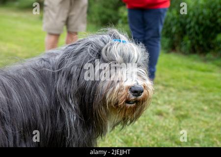 The Bearded Collie dog breed was developed in Scotland to herd sheep and cattle in any weather. The function today as excellent family companions. Stock Photo