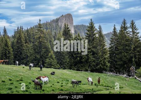 Herd of wild hungry variegated horses that eat fresh spring thick grass, drink cool clear water and graze in meadow with tall lush prickly fir trees a Stock Photo