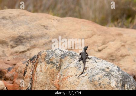 A wild Black Girdled Lizard (Cordylus niger), endemic to the Cape Peninsula, basks on a sunlit rock with copy space at Cape Point, South Africa Stock Photo
