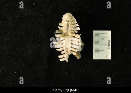 Leptodus nobilis americanus Girty. Stock Photo