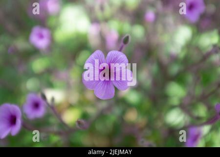 Geranium Maderense, also known as Giant Herb-Robert or Madeira Cranesbill, is a flowering plant native to the Portuguese island of Madeira. Stock Photo