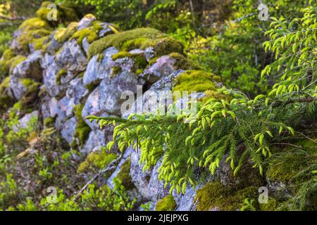 Budding Spruce tree branch by a stone wall Stock Photo