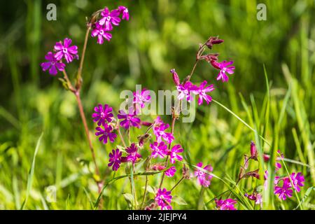 Red campion flowers on a meadow Stock Photo