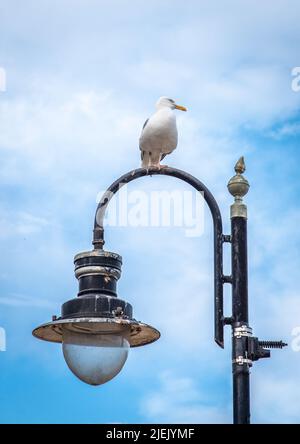16 June 2022 Scarborough, North Yorkshire, UK - a single seagull perched on top of a black lamp post on a clear day Stock Photo