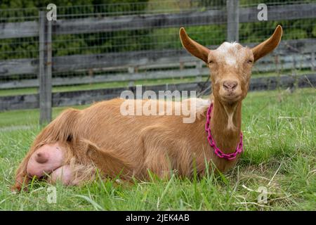 Issaquah, Washington, USA.   Female Golden Gurnsey goat with a full udder.  This is a rare heritage breed. Stock Photo