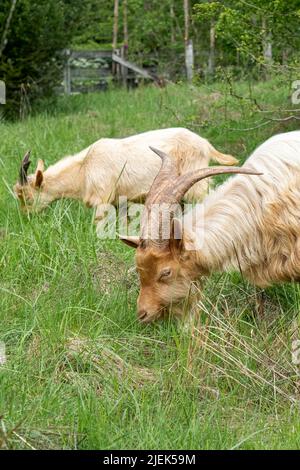 Issaquah, Washington, USA.  A rare heritage breed, Golden Gurnsey billy goat, grazing on grass Stock Photo