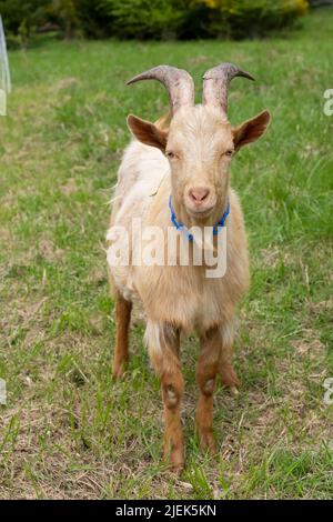 Issaquah, Washington, USA.  A rare heritage breed, Golden Gurnsey young billy goat, looking at the camera. Stock Photo