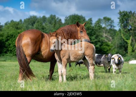 Suffolk Punch draft horse, now a rare breed, with its foal. Somerset, UK. Stock Photo