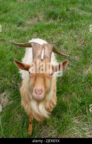 Issaquah, Washington, USA.  Close-up portrait of a rare heritage breed, Golden Gurnsey billy goat with long horns. Stock Photo