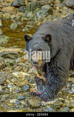 Kake, Alaska, USA.  Black bear eating fish, with fish sticking out of his mouth, in rocky streambed. Stock Photo
