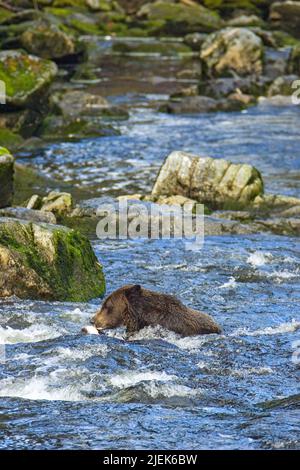 Anan Creek, Alaska, USA.  Brown bear carrying freshly caught salmon in its mouth, swiming in the stream Stock Photo