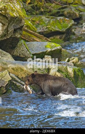 Anan Creek, Alaska, USA.  Brown bear carrying freshly caught salmon in its mouth, swiming in the stream Stock Photo