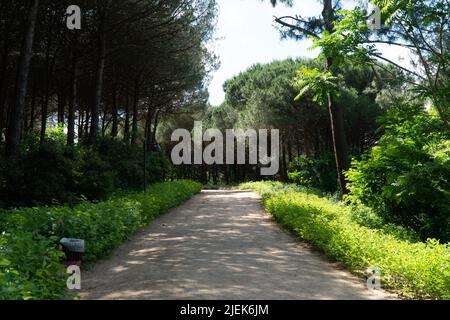 Ataturk Kent Ormani in Istanbul Turkey. Ataturk Forest. Green spaces in Istanbul city. Green parks or recreational areas. Carbon net zero concept. Stock Photo