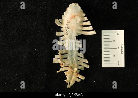 Leptodus nobilis americanus Girty. Stock Photo