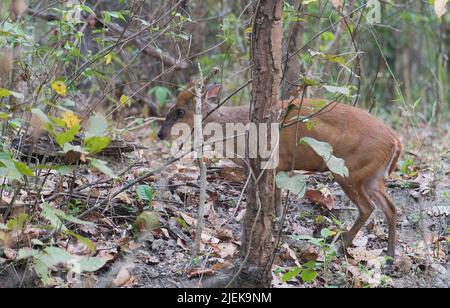 Indian muntjac (barking deer, Muntiacus muntjak), from Kanha National Park, India. Stock Photo