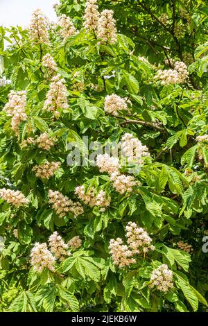 A Horse Chestnut tree (Aesculus hippocastanum) in blossom in Kiel, Schleswig-Holstein, Germany Stock Photo