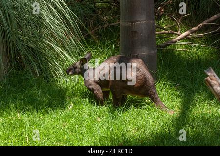 Red kangaroo: scientific name Macropus Rufus in wild life inhabits Australia is a herbivorous mammal standing among the grass Stock Photo