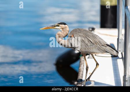 Closeup side profile of one great blue heron bird walking on pier sponge docks in Tarpon Springs, Florida harbor on Gulf of Mexico near Tampa with blu Stock Photo