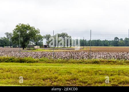 Landscape view in autumn of Georgia, USA countryside industry with brown field of many cotton plants agriculture by houses near the Unadilla area with Stock Photo