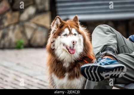 Funny happy brown and white with blue eyes senior old Alaskan Malamute dog face closeup sitting by owner on bench smiling with tongue out of mouth on Stock Photo