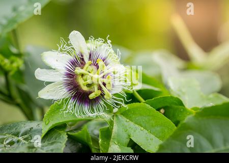 Passion flower (Passiflora incarnata)  Illustrated for use in agriculture and food Stock Photo