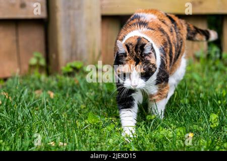 One outdoor calico cat outside hunting walking by wooden fence in garden lawn front yard on green grass lawn in summer garden Stock Photo